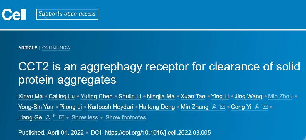 新型聚集体自噬受体CCT2介导固态蛋白聚集体的清除