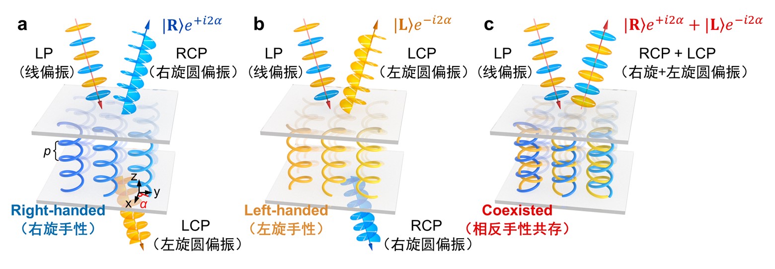 陆延青课题组LSA：双手性共存液晶几何相位超结构
