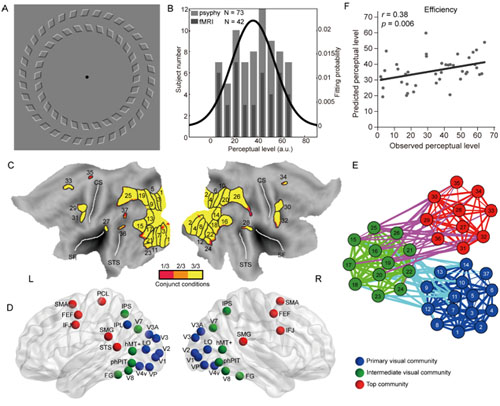 动态脑功能联接图谱预测人类对视觉错觉的感知差异